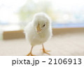 ひよこ５