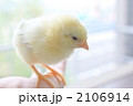 ひよこ６