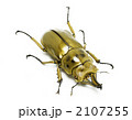 オオゴンクワガタ