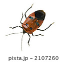 人面カメムシ