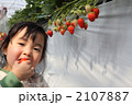 イチゴ狩りをする女の子