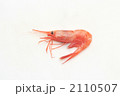 ほっこく赤海老