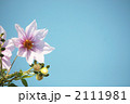 皇帝ダリア-02■木立ダリア・晩秋の花