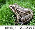 カエル