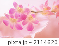 洋ランイメージ