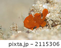 イロカエルアンコウ