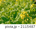 菜の花