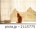 窓辺の猫