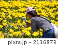 チューリップ畑