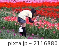 チューリップ畑