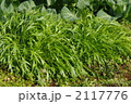 水菜の成長