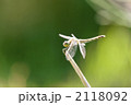アキアカネ