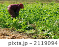 大根畑
