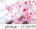 枝垂れ桜（横）