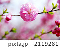 八重桜