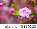 八重桜