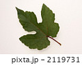 キレハノブドウの葉