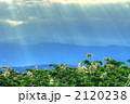 光芒と芋の花