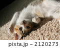 三毛子猫ポージング