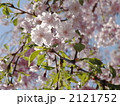 04月　ヤエベニシダレ・バラ科01