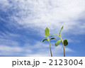 青空と新芽