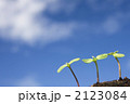 青空と新芽