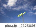 青空と新芽