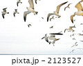 海鳥