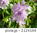 ほてい草
