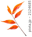 fallen_leaves_004
