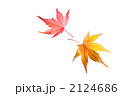 fallen_leaves_005