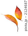 fallen_leaves_007