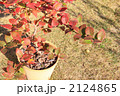 紅葉したブルーベリーシャープブルー