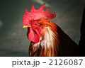 鶏冠が素晴らしいメンドリ