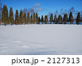 雪原の防風林