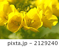 なばな