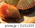 緋扇貝