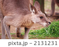 オオカンガルー