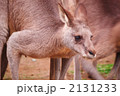 オオカンガルー
