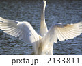 羽ばたく白鳥