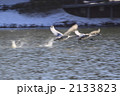 飛び立つ白鳥