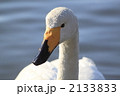 白鳥の顔