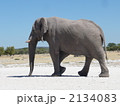 野生のアフリカ象