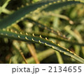 アロエのとげ
