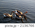アピールする水鳥の家族