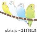 4羽のインコ