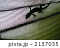 2137035
