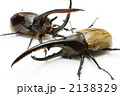 ヘラクレスオオカブトとネプチューンオオカブト