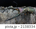 エラフスホソアカクワガタ