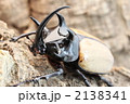 ゴホンヅノカブト